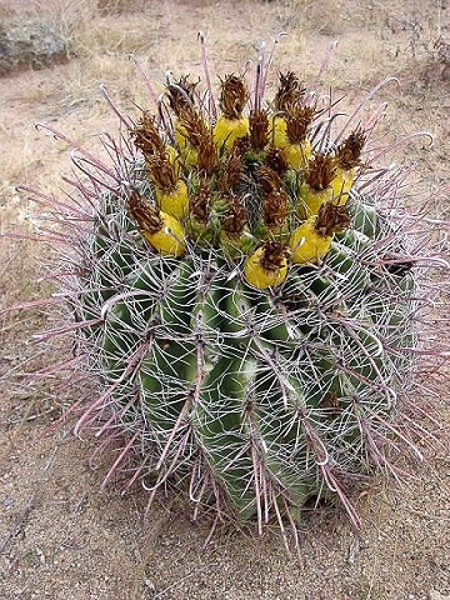 ferocactus-wislizeni